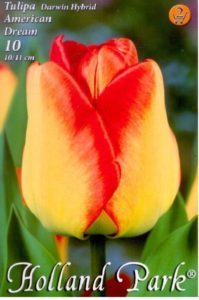 American Dream tulipán
