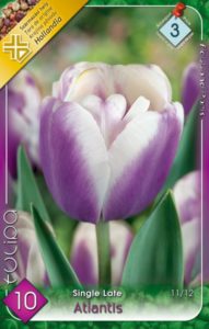 Atlantis Tulipán