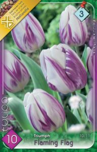 Flaming Flag tulipán