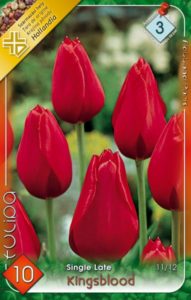 Kingsblood tulipán
