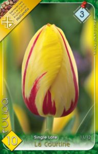 La Courtine tulipán