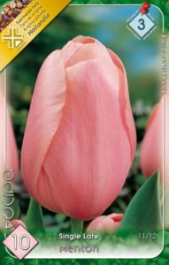 Menton tulipán