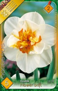 nárcisz flower drift