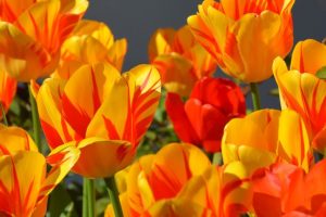 tulipán