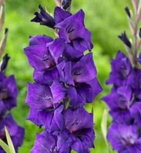 Kardvirág Purple Flora
